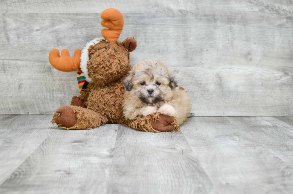 Teddy Bear Pup Being Cute