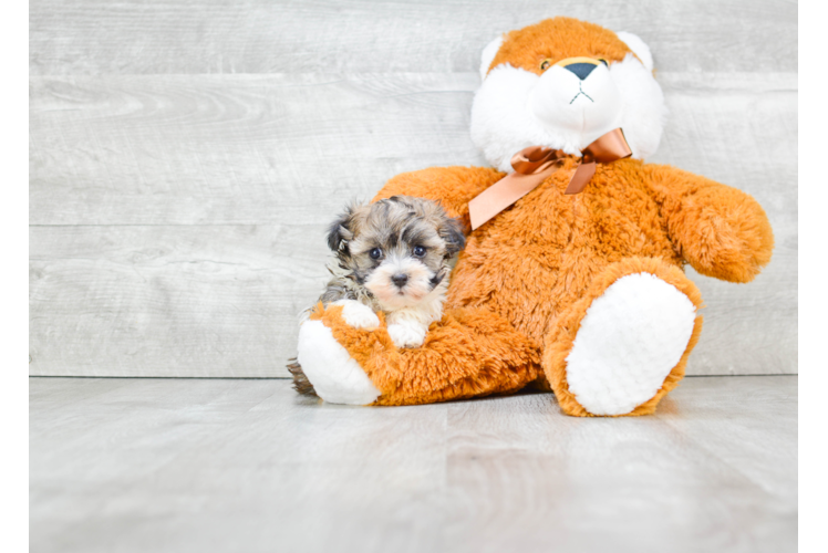 Popular Havanese Baby