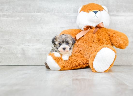 Popular Havanese Baby