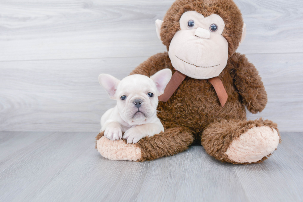 Funny French Bulldog Baby