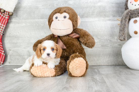 Cavalier King Charles Spaniel Puppy for Adoption