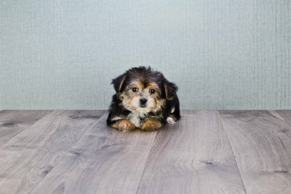 Friendly Morkie Baby