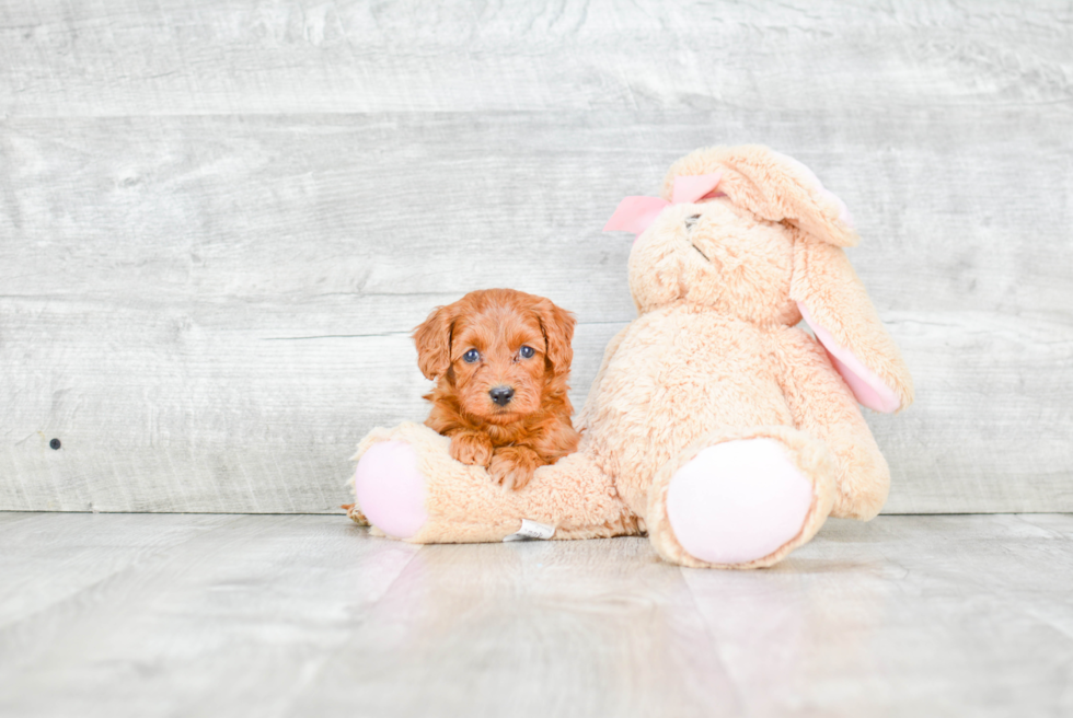 Best Mini Goldendoodle Baby