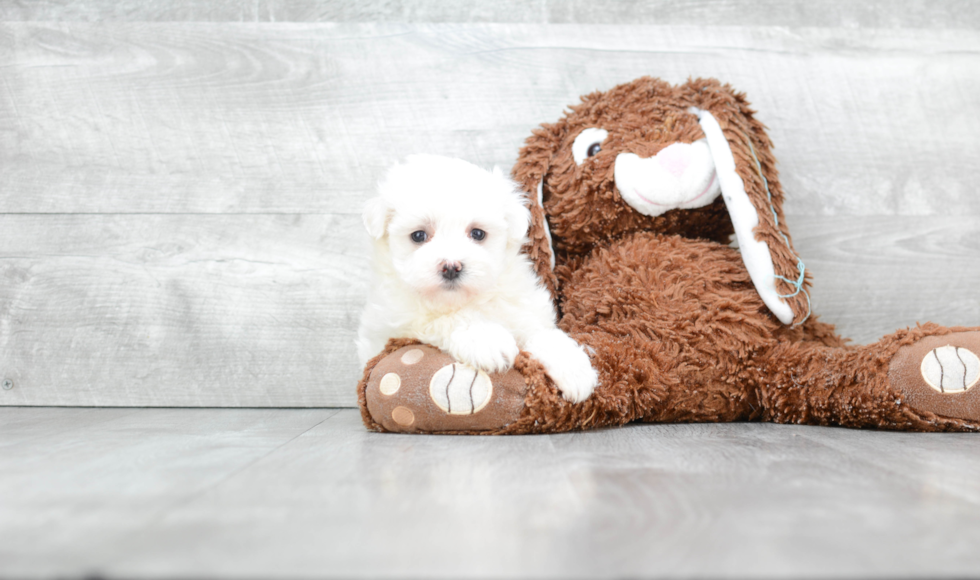 Cute Maltipoo Baby