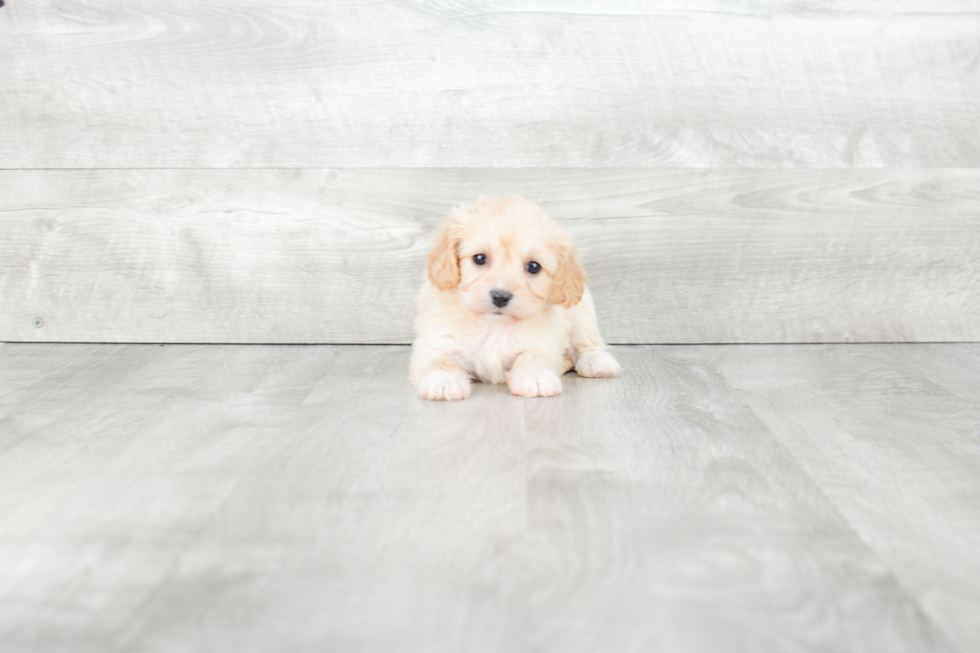 Best Cavachon Baby