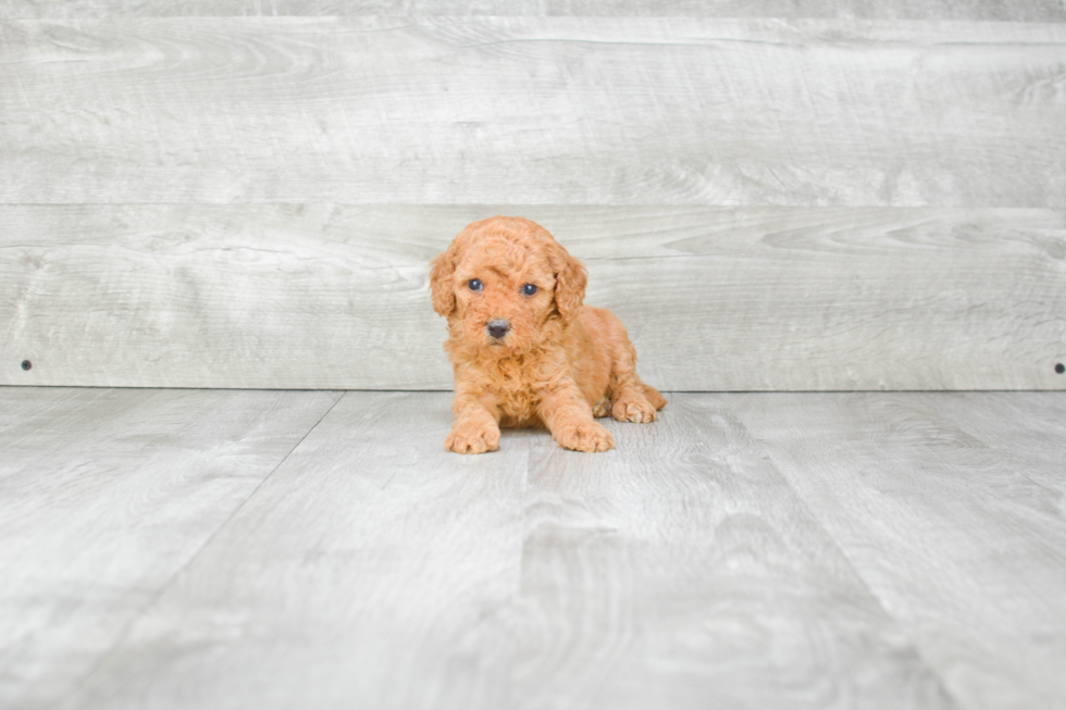 Adorable Golden Retriever Poodle Mix Puppy