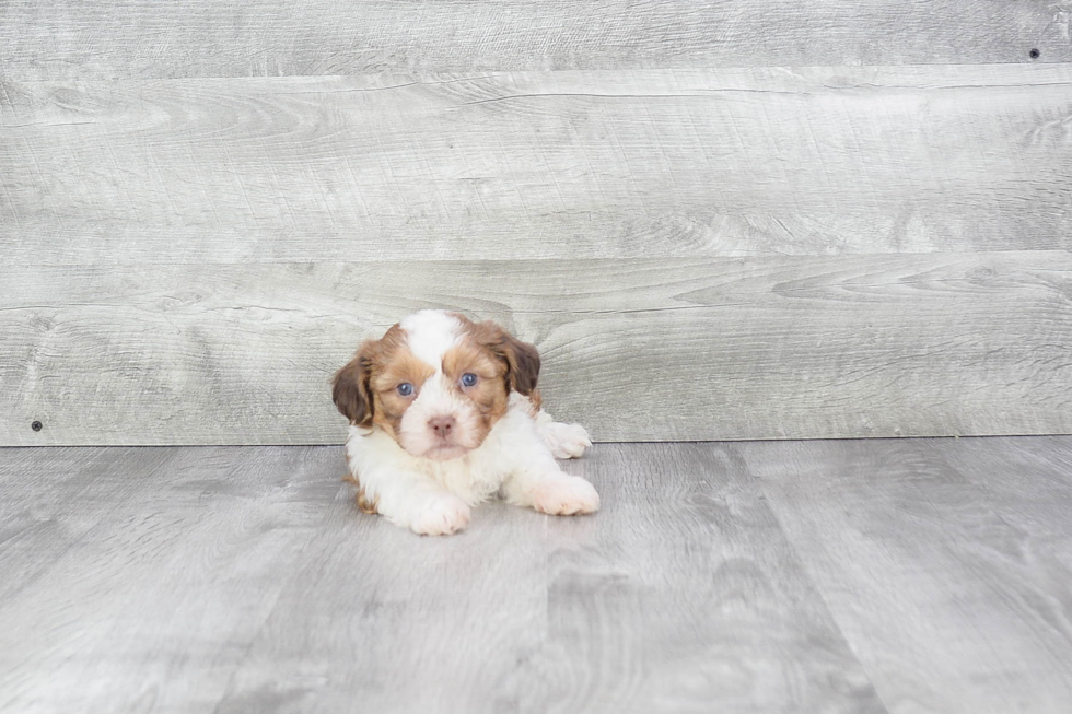 Teddy Bear Pup Being Cute