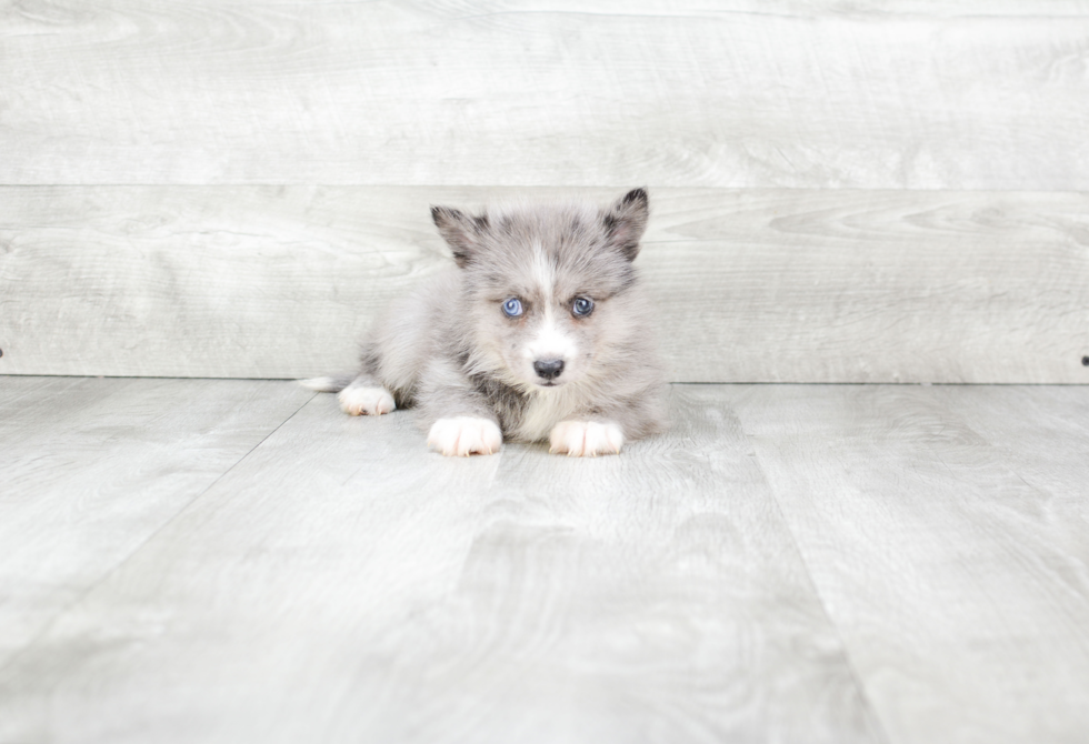 Pomsky Pup Being Cute