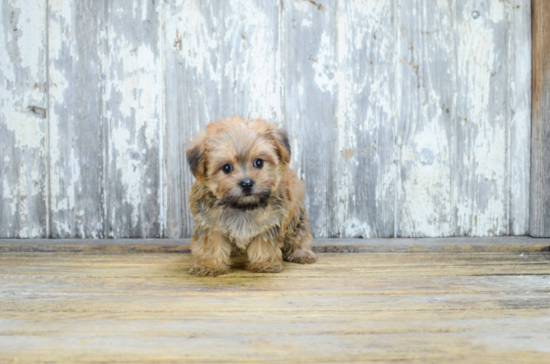 Best Morkie Baby