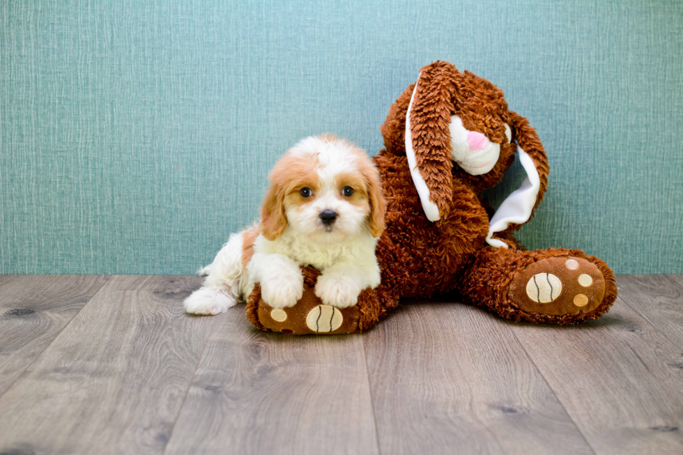 Cavachon Puppy for Adoption