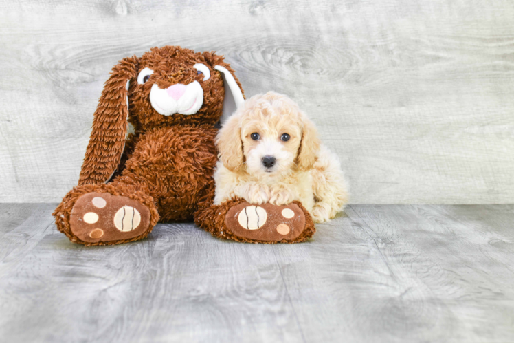 Sweet Maltipoo Baby