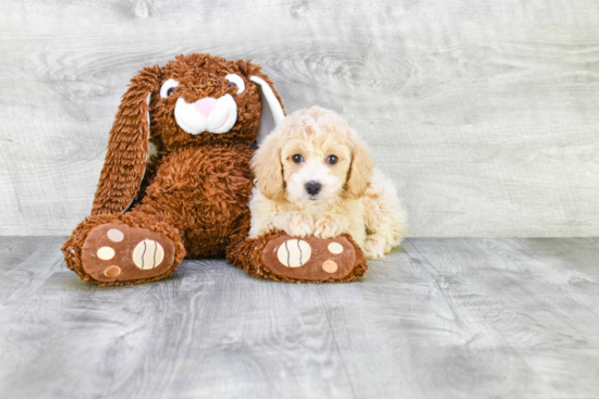 Sweet Maltipoo Baby