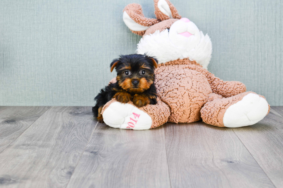 Meet Nugget - our Yorkshire Terrier Puppy Photo 