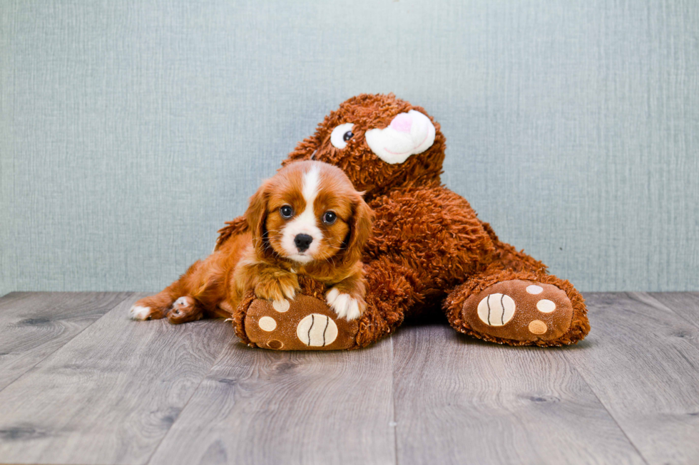 Cavalier King Charles Spaniel Puppy for Adoption