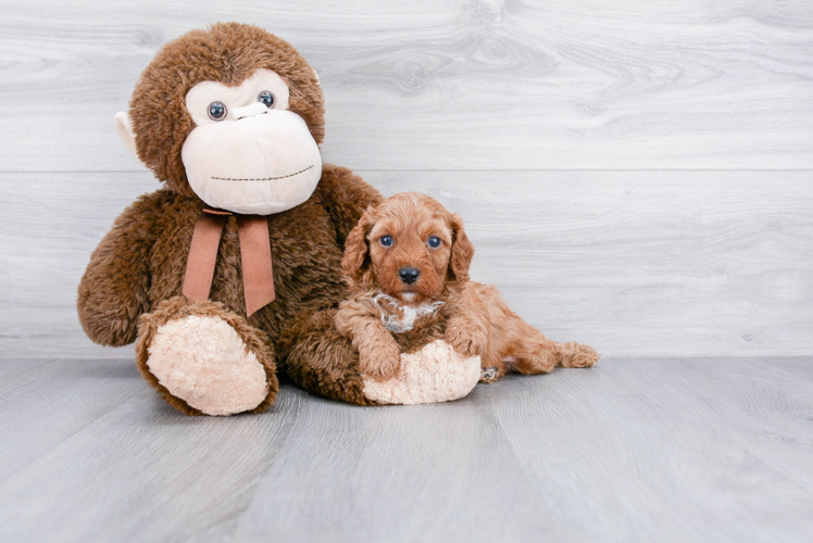 Popular Cavapoo Poodle Mix Pup