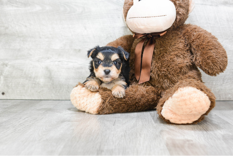 Sweet Morkie Baby