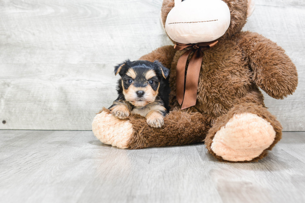 Sweet Morkie Baby
