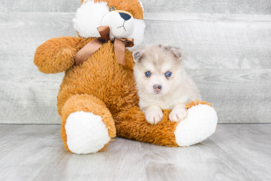 Cute Pomsky Baby