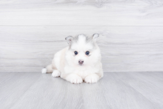 Petite Pomsky Designer Pup