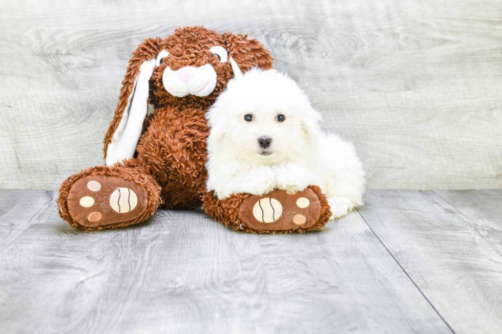 Bichon Frise Pup Being Cute