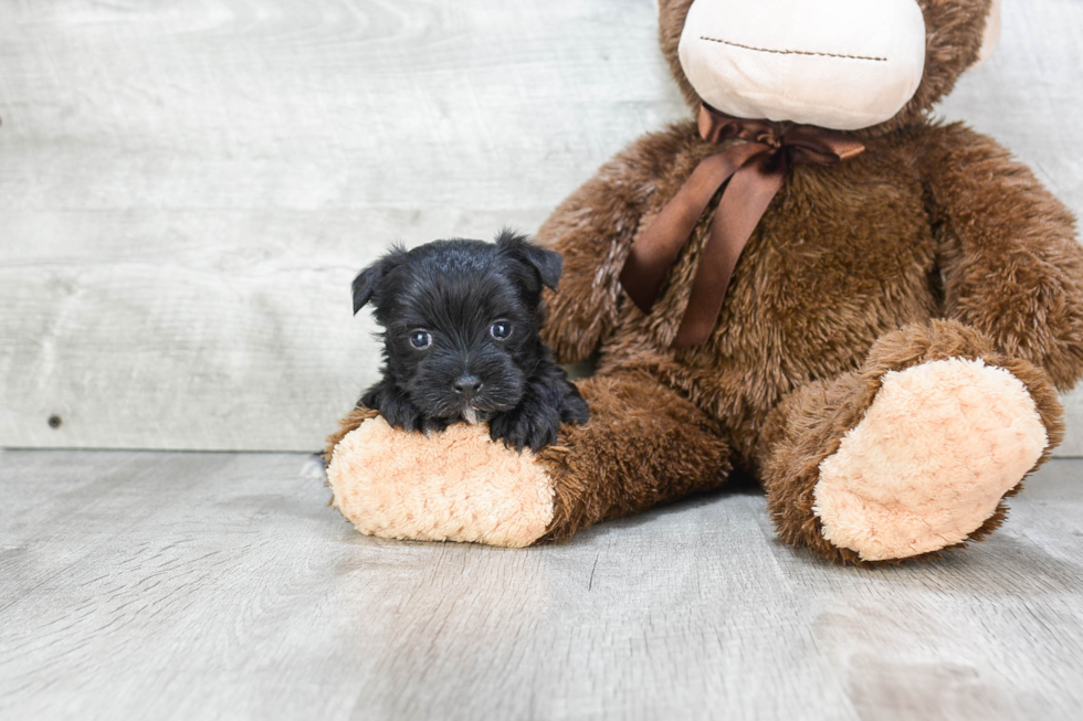 Morkie Pup Being Cute