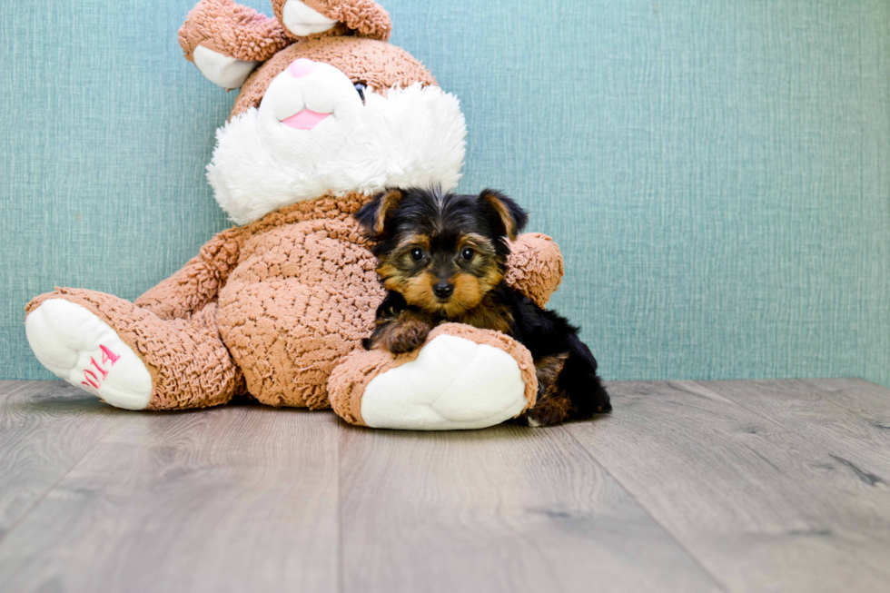 Meet Izzie - our Yorkshire Terrier Puppy Photo 