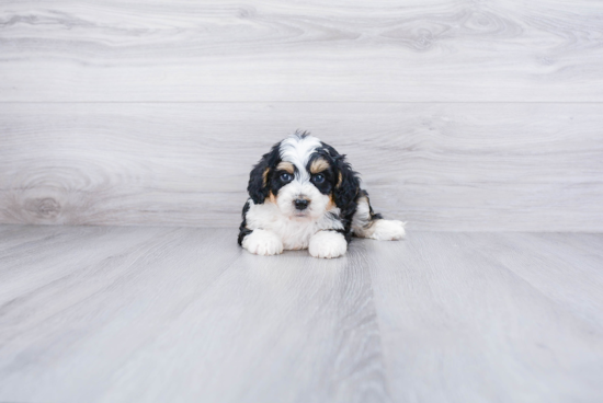 Cute Mini Bernedoodle Baby