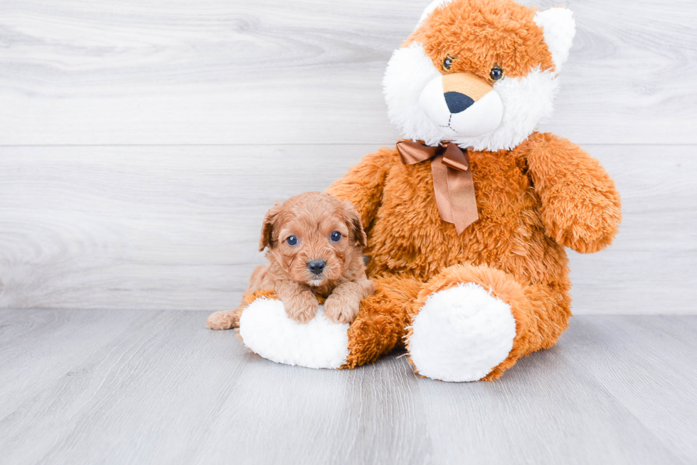 Cute Cavapoo Baby