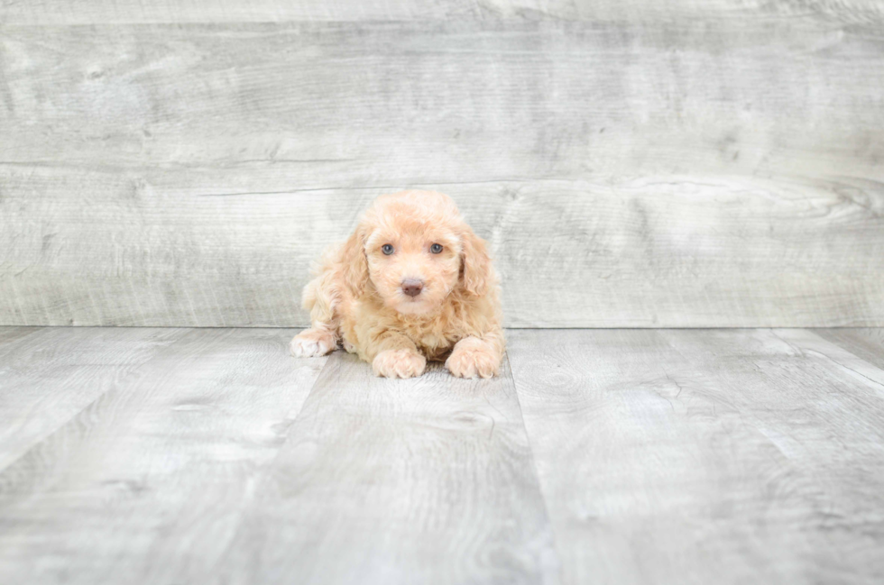 Poodle Puppy for Adoption