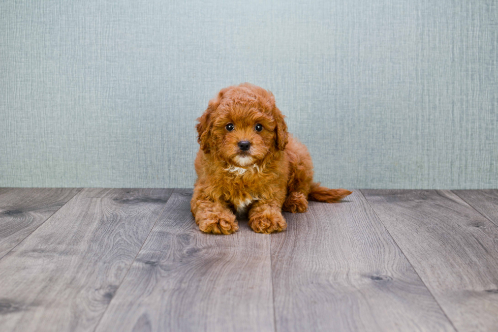 Hypoallergenic Cavoodle Poodle Mix Puppy