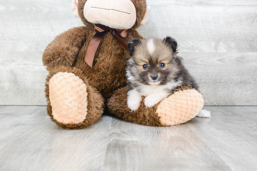 Pomeranian Puppy for Adoption