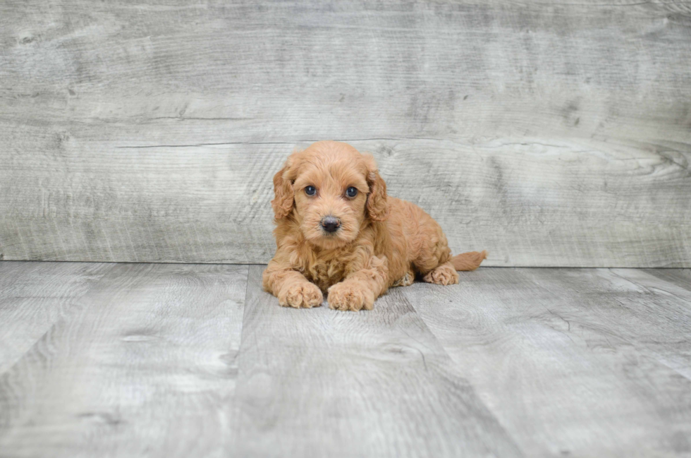 Best Mini Goldendoodle Baby