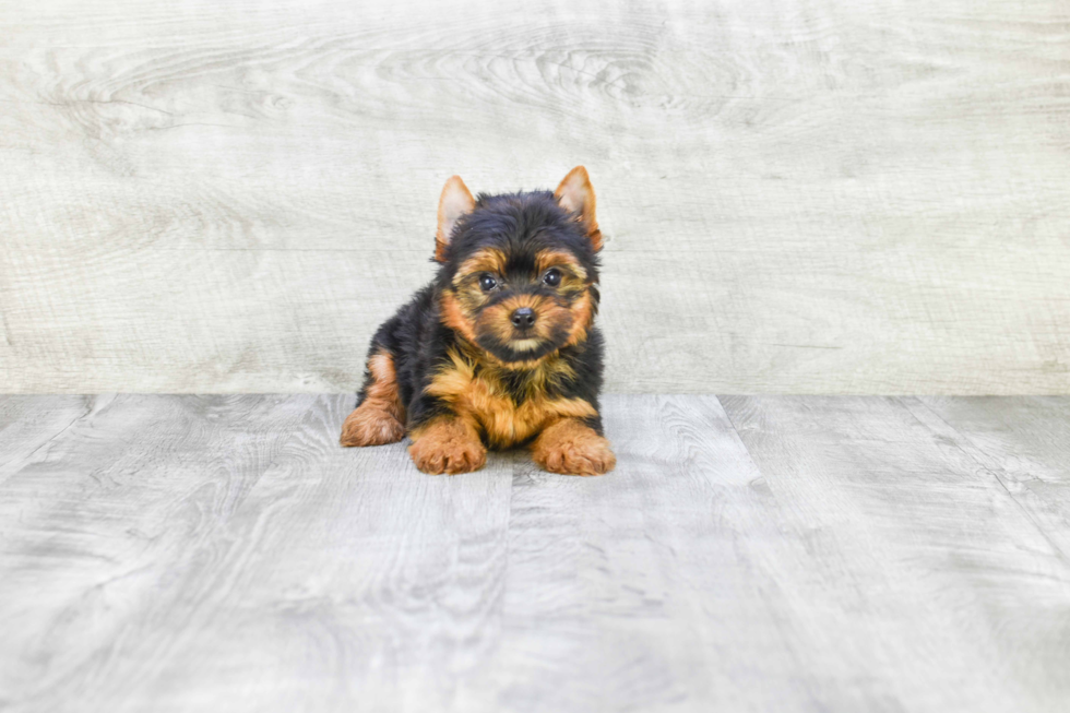 Meet Rascal - our Yorkshire Terrier Puppy Photo 