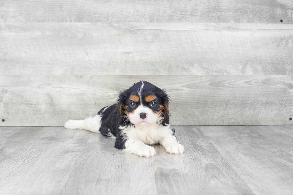 Best Cavalier King Charles Spaniel Baby
