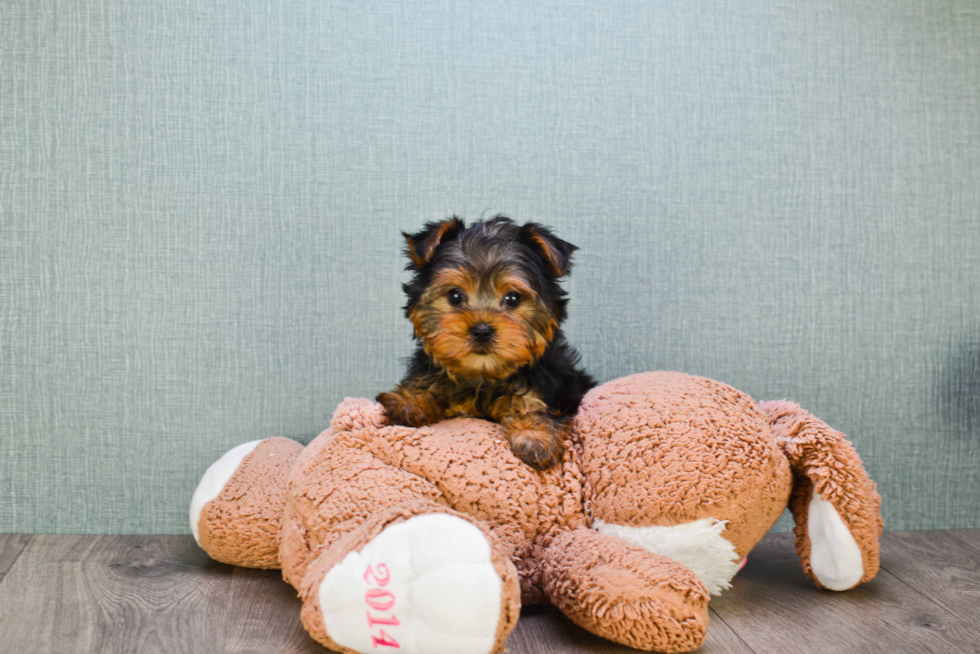 Meet Goldie - our Yorkshire Terrier Puppy Photo 