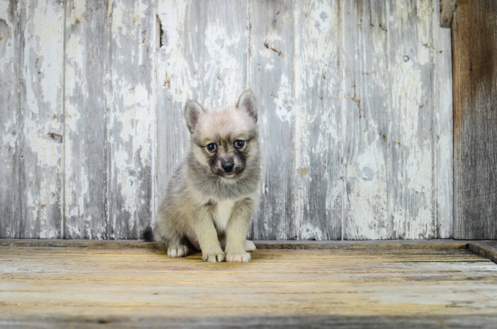 Adorable Mini Husky Designer Puppy