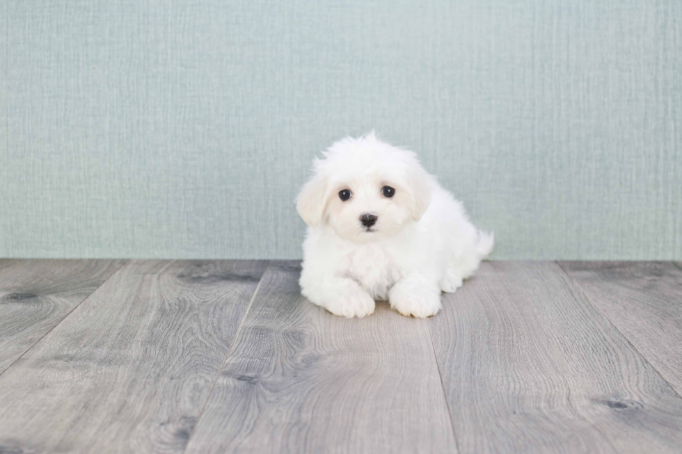 Adorable Maltese Purebred Puppy