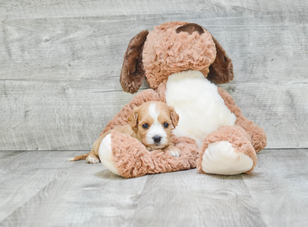 Friendly Cavapoo Baby