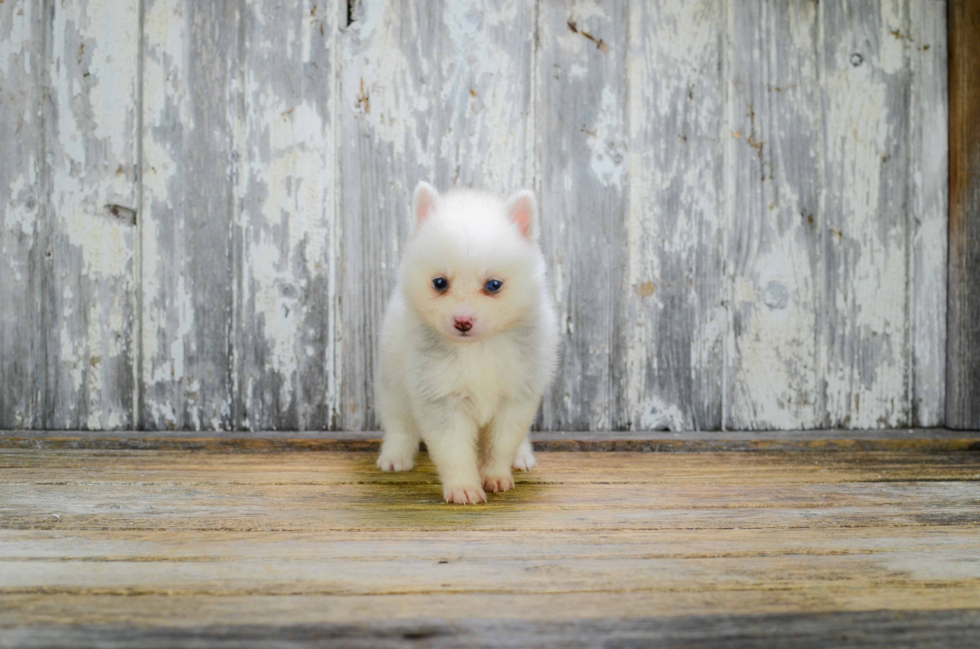 Petite Pomsky Designer Pup