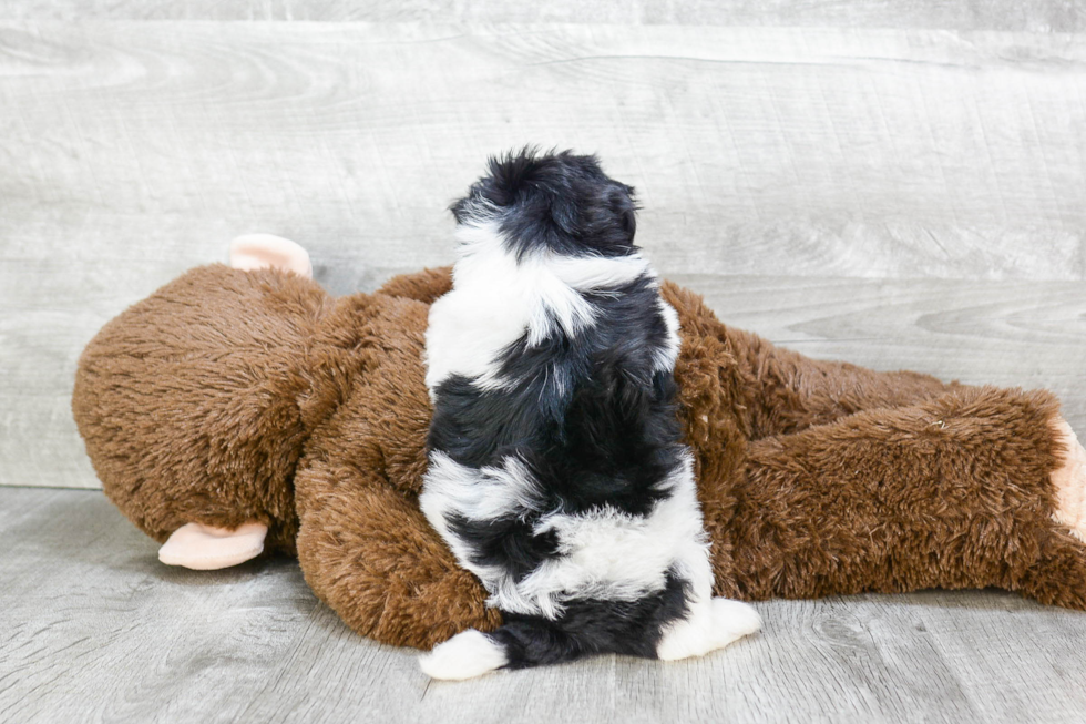 Havanese Pup Being Cute