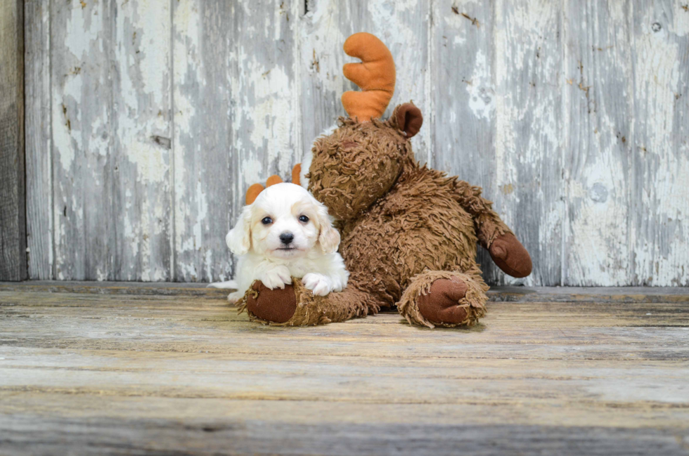 Petite Cavachon Designer Pup