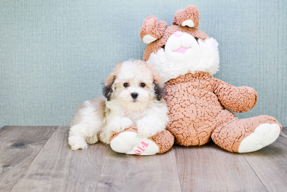 Havanese Pup Being Cute