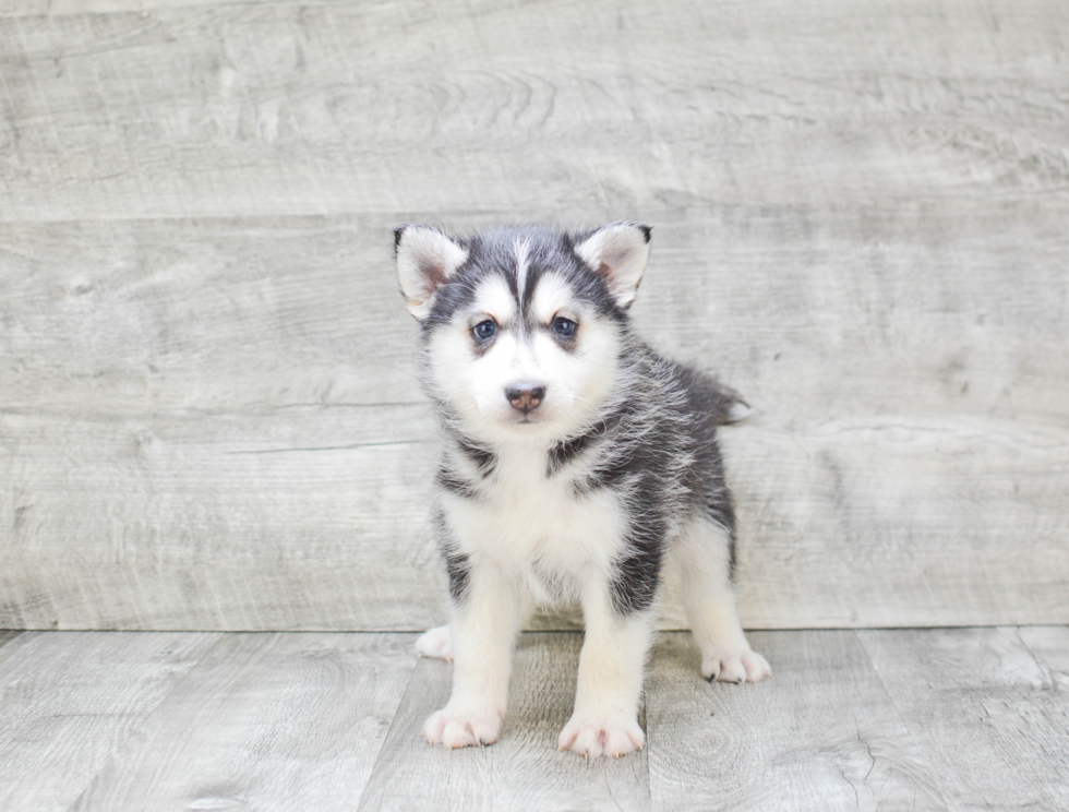 Pomsky Pup Being Cute