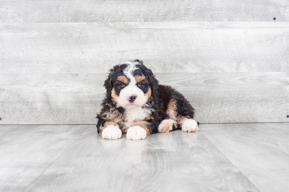 Little Bernadoodle Poodle Mix Puppy