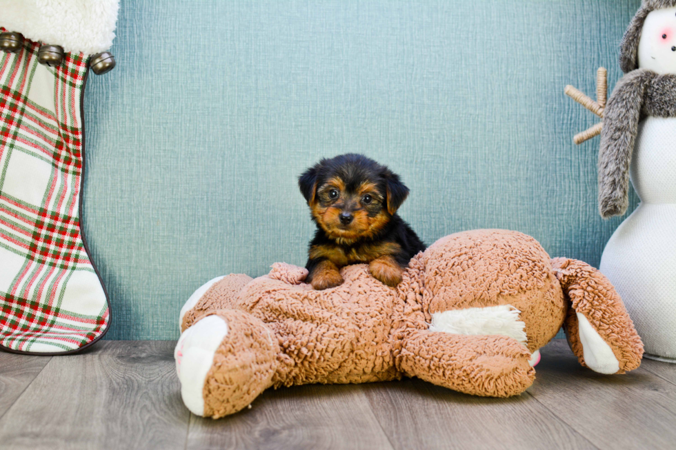 Meet Jeremy - our Yorkshire Terrier Puppy Photo 