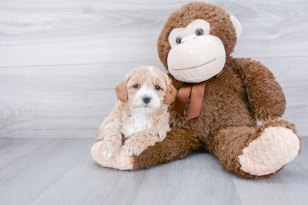 Petite Mini Goldendoodle Poodle Mix Pup