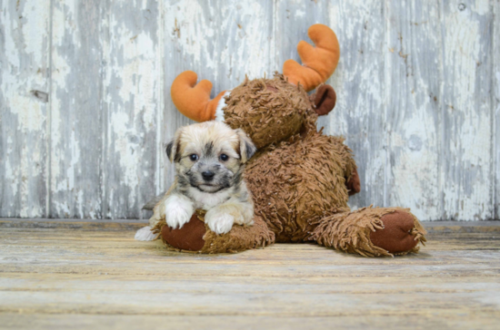 Cute Morkie Baby