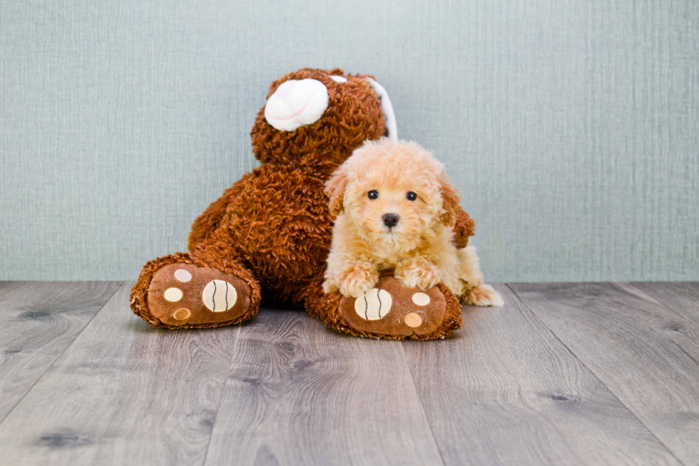 Best Maltipoo Baby