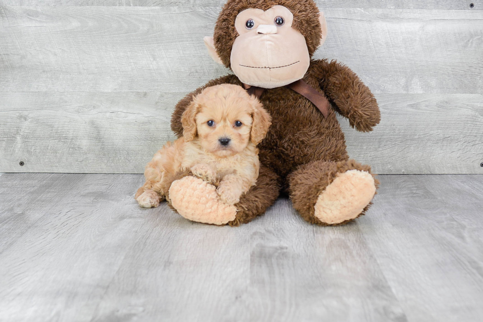 Cute Cavachon Baby