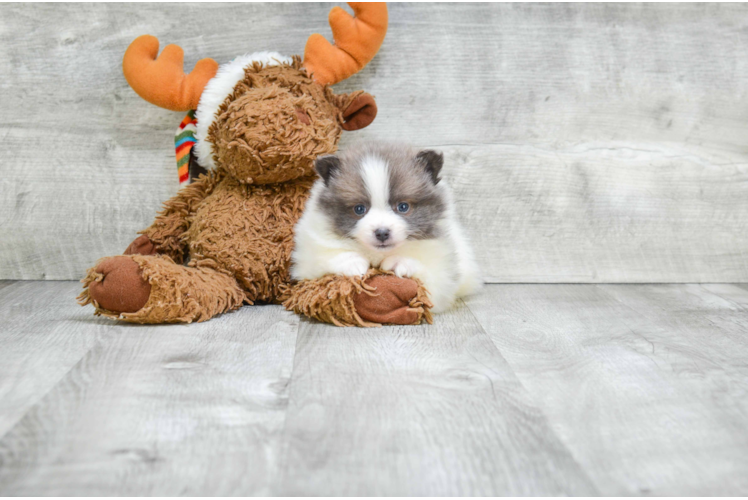 Cute Pomeranian Purebred Puppy